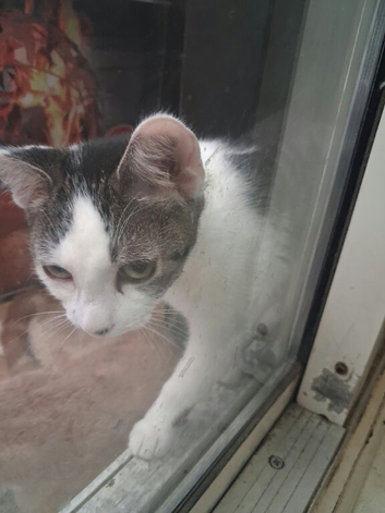 female kitten