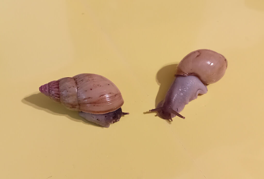 ZANZIBAR GIANT AFRICAN LAND SNAILS