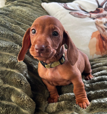 Stunning KC registered Standard Dachshund litter