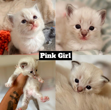 7 beautiful ragdoll kittens