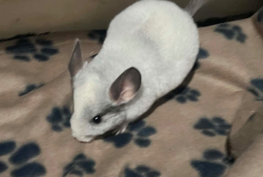 Baby chinchillas