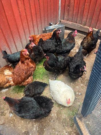 Laying hens