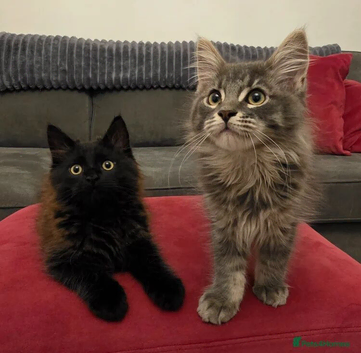 Gorgeous, sociable maine coon kittens