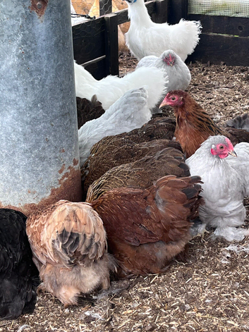 Pekin bantams just starting to lay