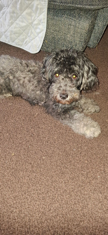 Malshipoo pups for sale