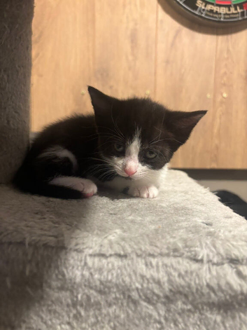 Kittens