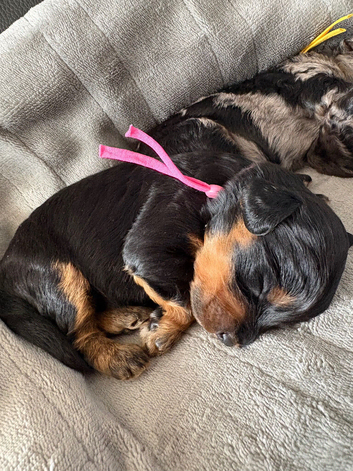 Last girl remaining!! F1B cavapoo puppies born on 1/6/26