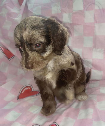 Female Merl Cockapoo