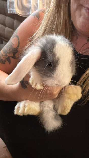 Beautiful boy, bunnies