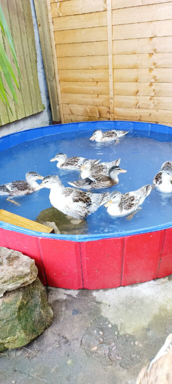 Miniature Appleyard Ducks