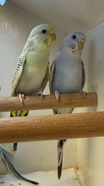 Baby Budgies 12-16 Wks Old