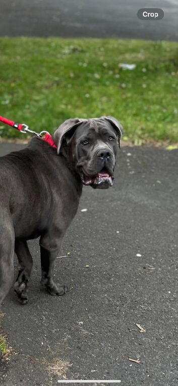 Stud cane corso