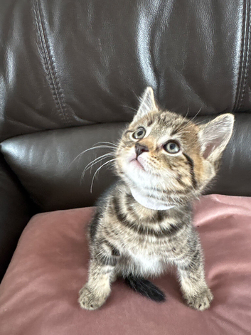 2 tabby male kittens