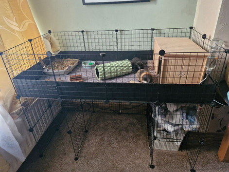 2 Male Guinea pigs 6mths complete C&C set up