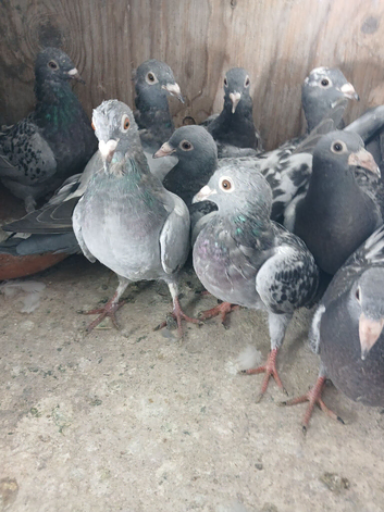10 young racing pigeons