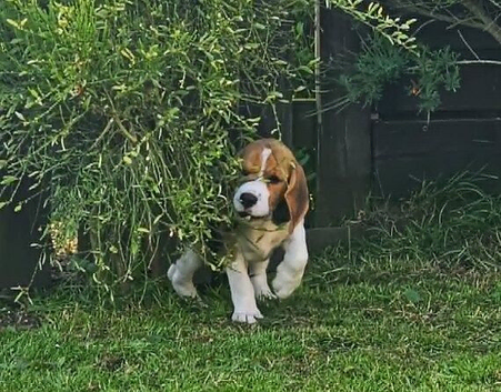 Stunning Blanket Tri, KC Registerd, Beagle Pup - Ready Now