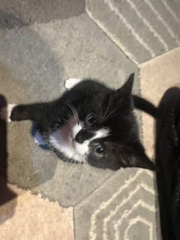 Kitten