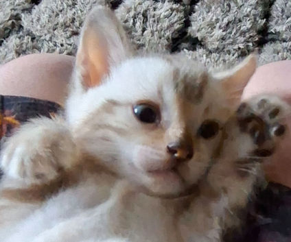 Bengal Kittens