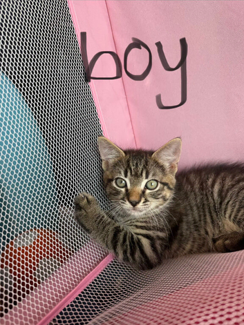 2 tabby kittens ready for a home