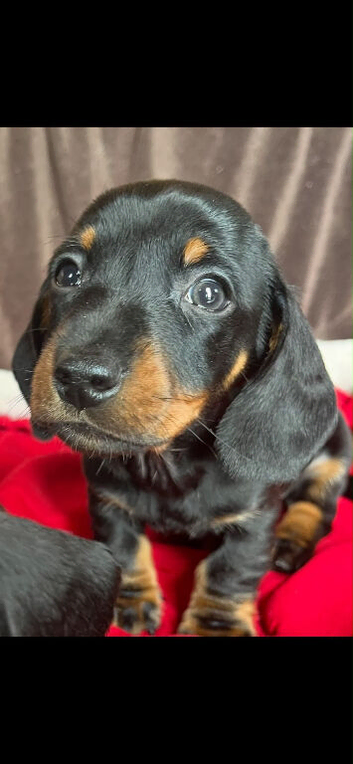 Last little boy looking for his family