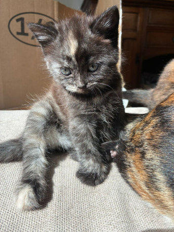 British shorthair x dsh calico tortie