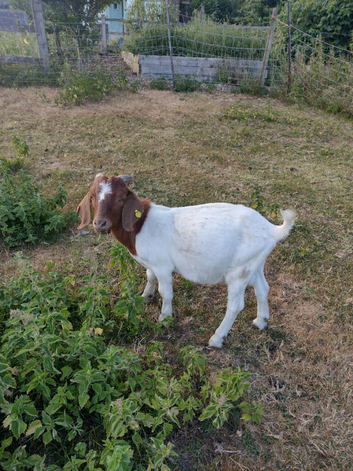 Boar Goats For Sale