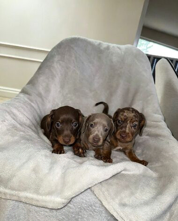 Kc miniature dachshund