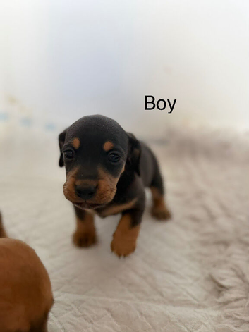 Jack Russel x dachshund puppies
