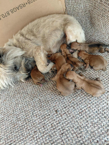 5 puppies
