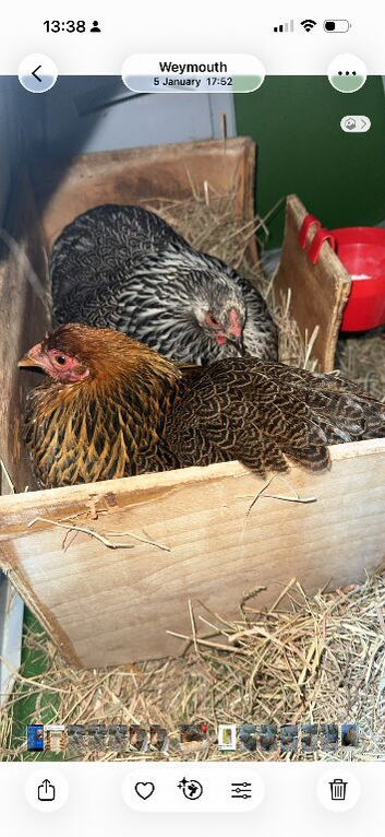 2 hens