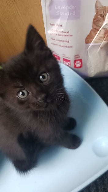 Black kittens