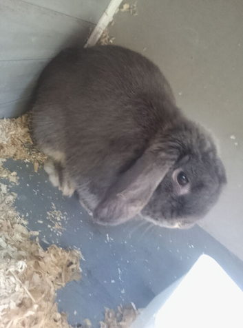 Rabbit needs to go asap