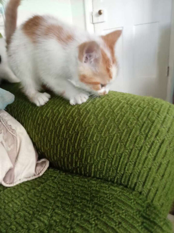 White and ginger boy for sale