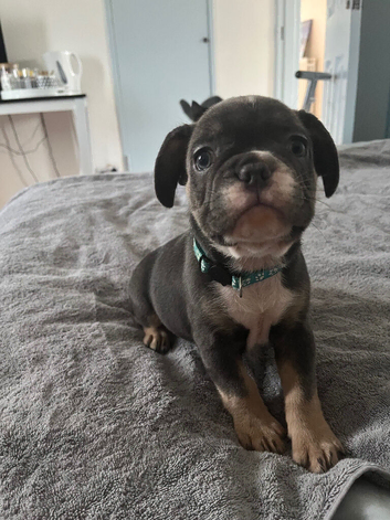 x3 French bulldog puppies