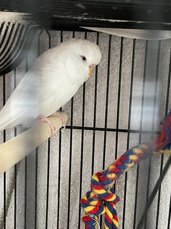 Budgies and finch