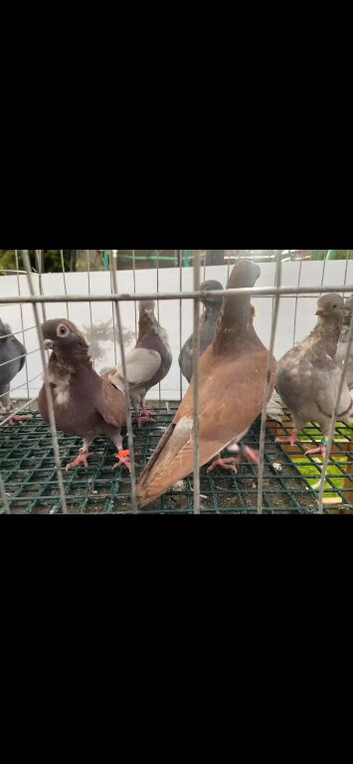 Figuritas to go show quality birds