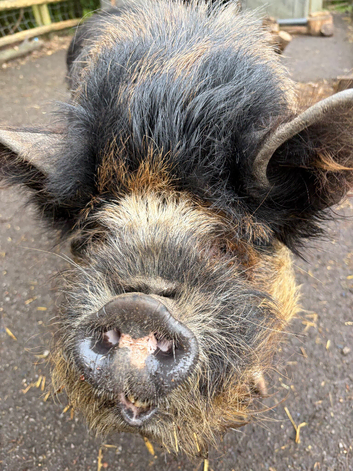 Kunekune boar