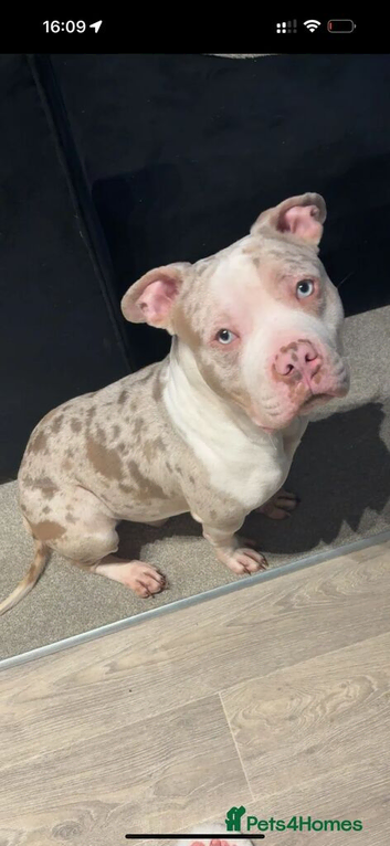 ABCK registered champagne white mearl pocket bully