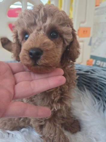 IKC Registered Toy Poodle Boy
