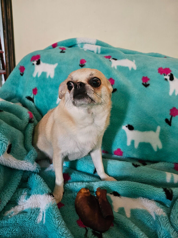 Chihuahua puppies for sale