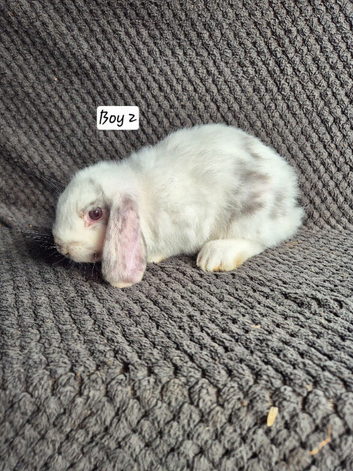 Mini Lop Bunnies