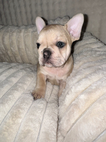 French bulldog puppy for sale