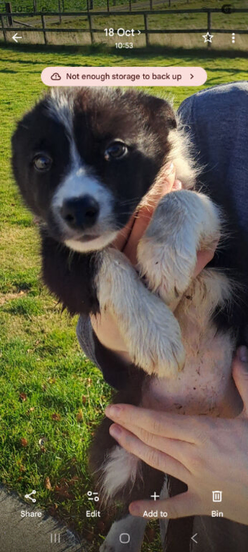 Border collie puppy
