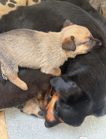 Belgian Malinois x Rottweiler puppys