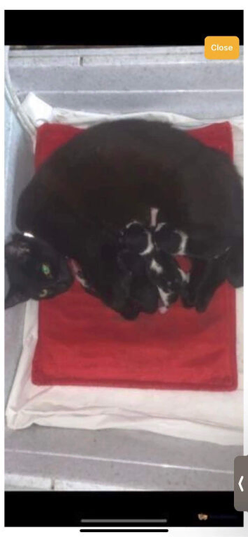 Kittens