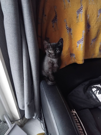 1 kitten for sale