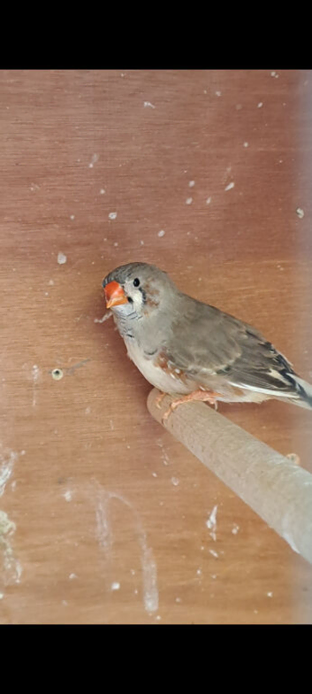 Zebra Finches