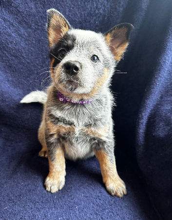 Stunning pure Australian Cattle dogs