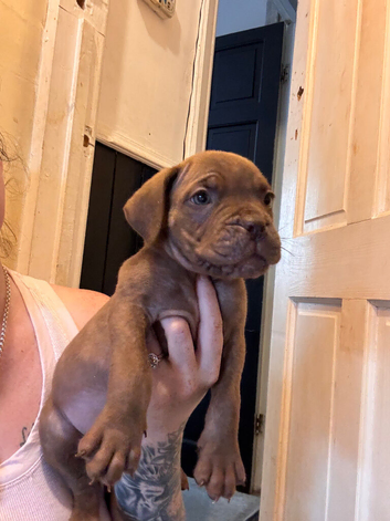 Dogue de Bordeaux x cane corso last one