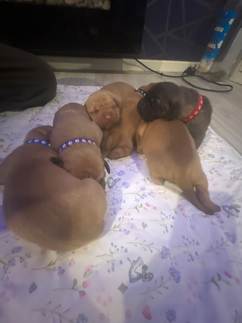 Pressa x Dog de Bordeaux